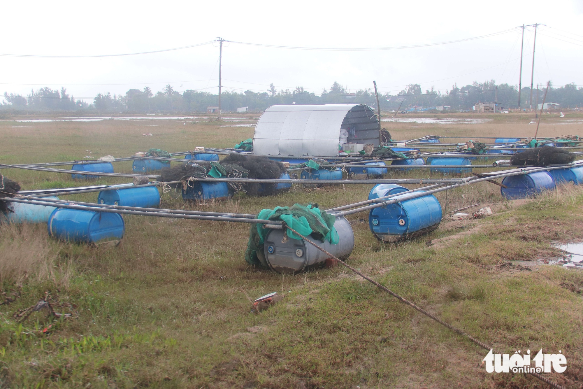 cá chết - Ảnh 6.