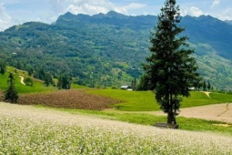 Khám phá một vòng Hà Giang, chiêm ngưỡng mùa hoa tam giác mạch đua nở