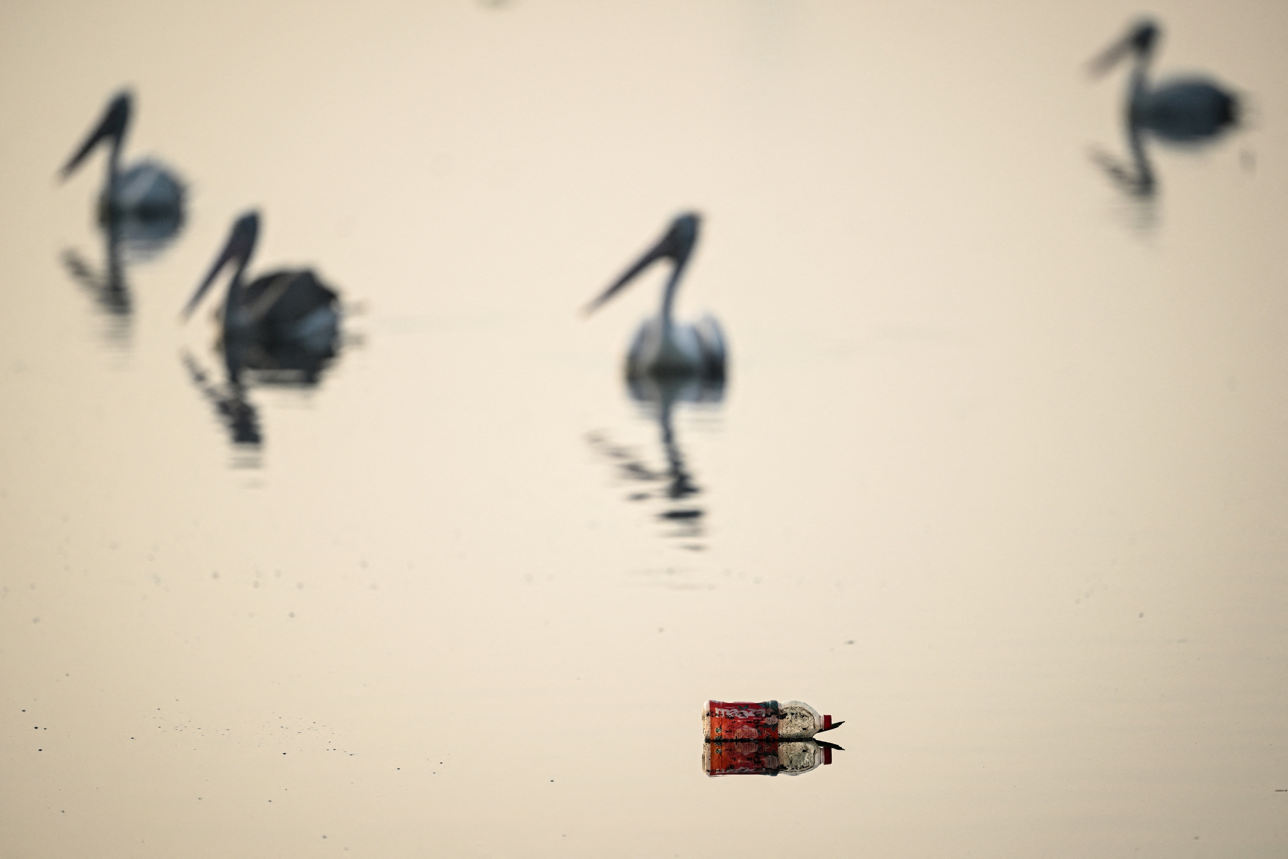 Tin tức thế giới 2-11: Ukraine triển khai lực lượng đặc nhiệm ở Pokrovsk - Ảnh 4.