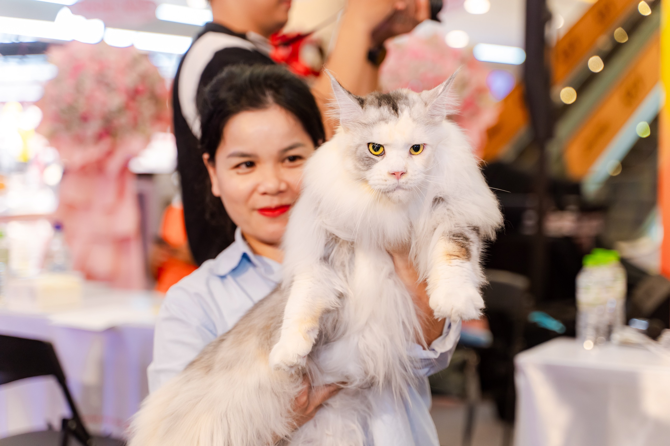 VIDEO: Lần đầu cặp đôi mèo 