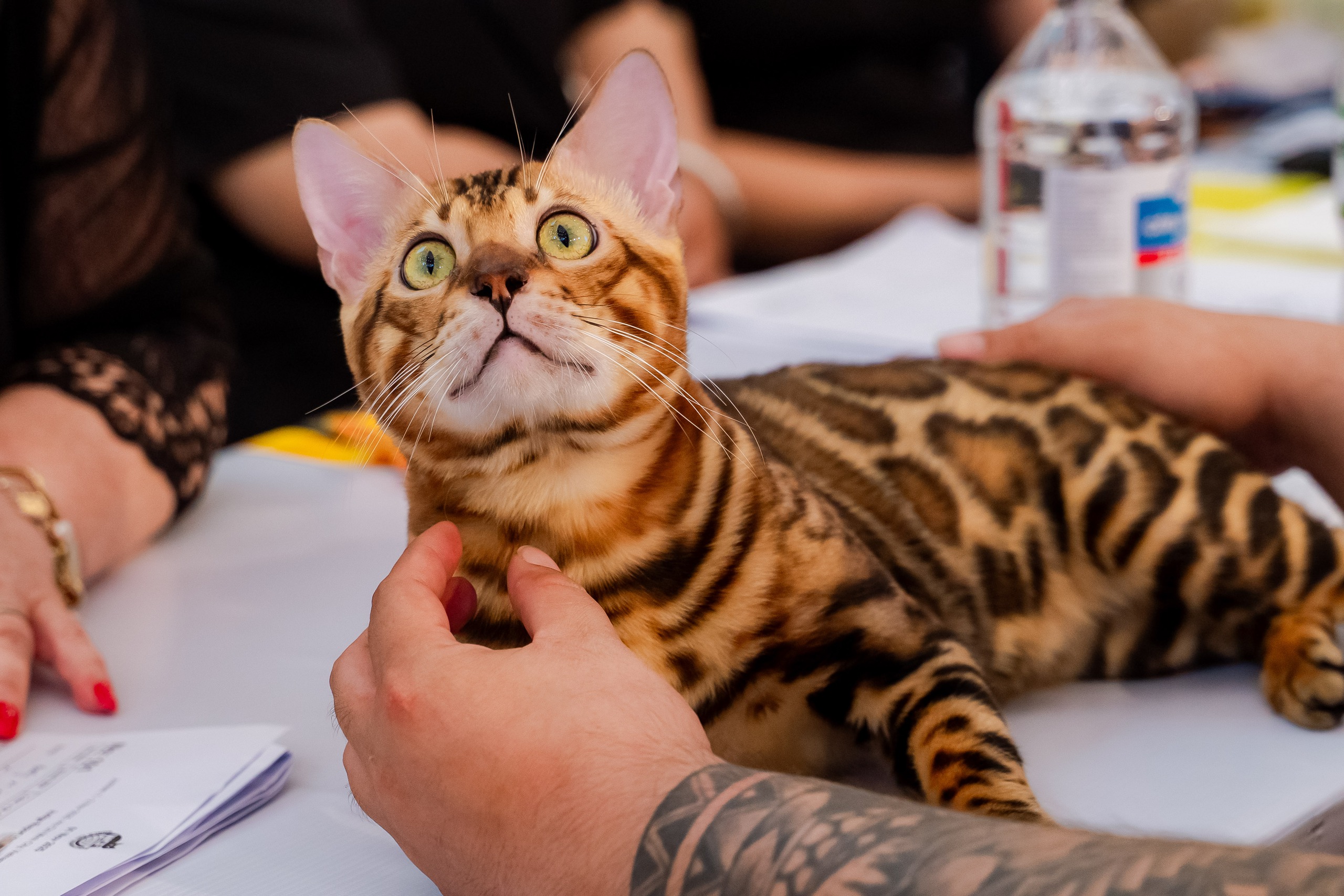 VIDEO: Lần đầu cặp đôi mèo 