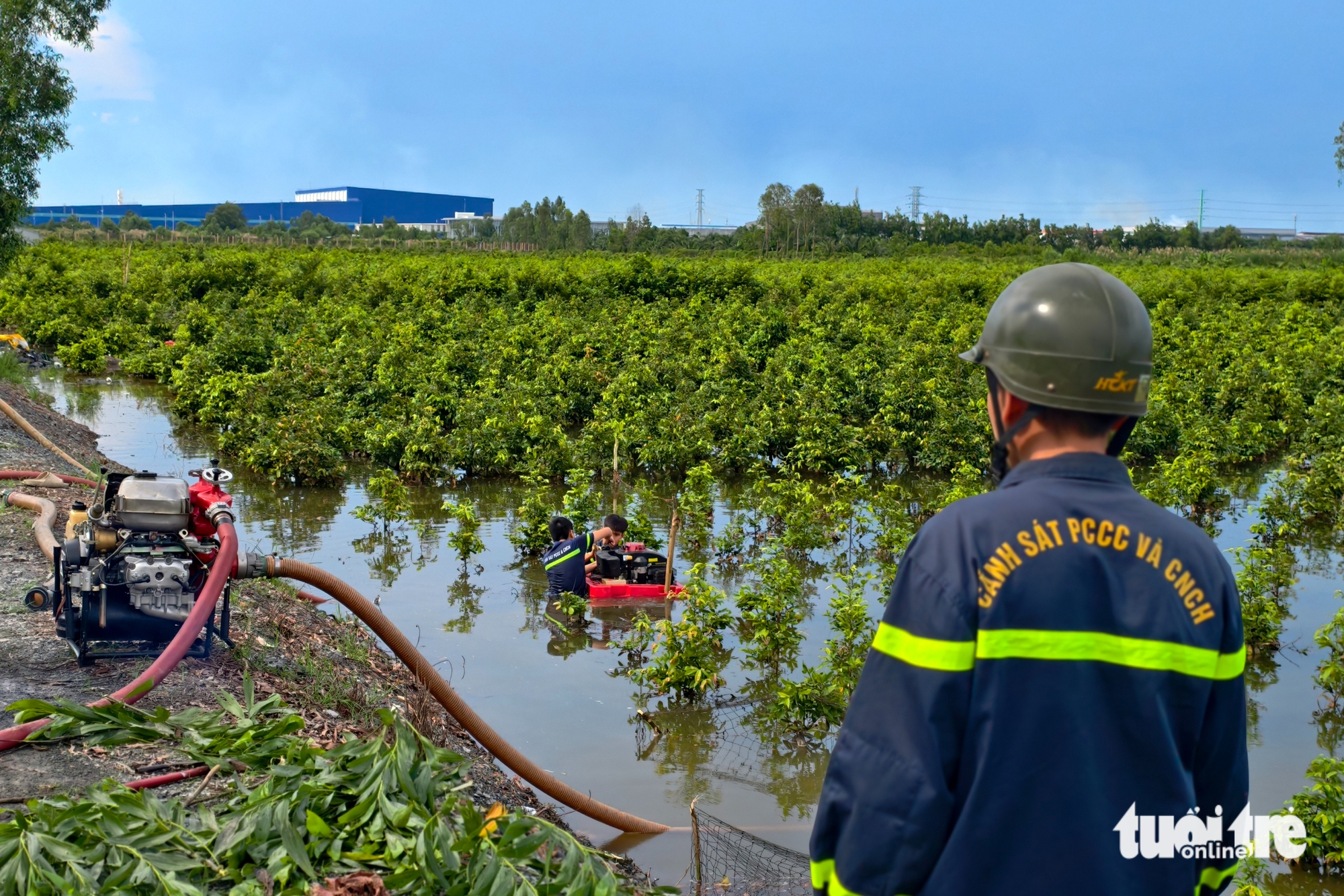 mai vàng - Ảnh 7.
