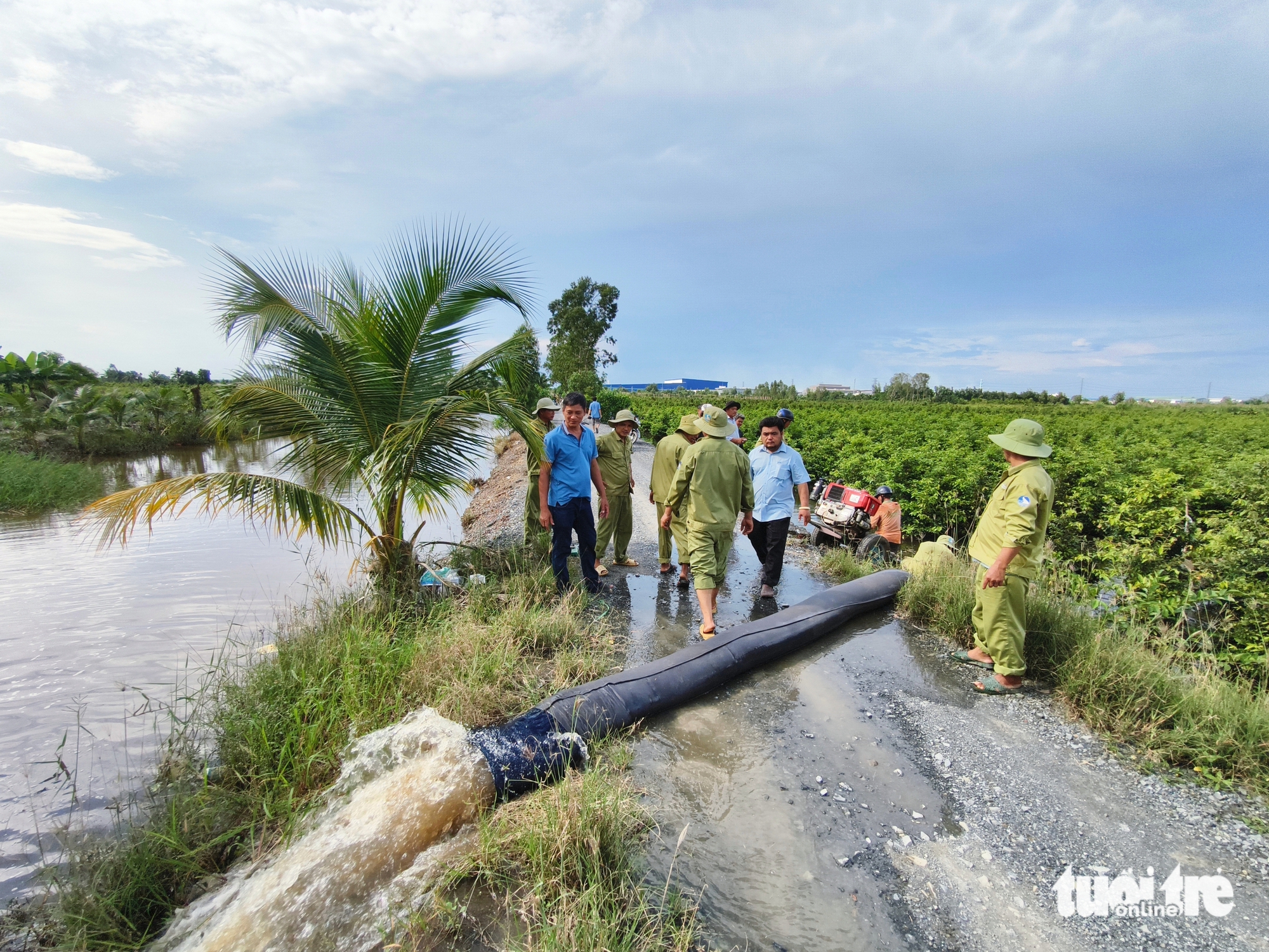 mai vàng - Ảnh 6.