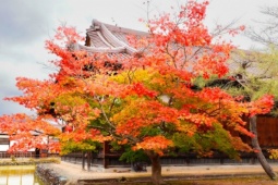 Chọn thời điểm đi Nhật Bản ngắm lá vàng, lá đỏ đẹp