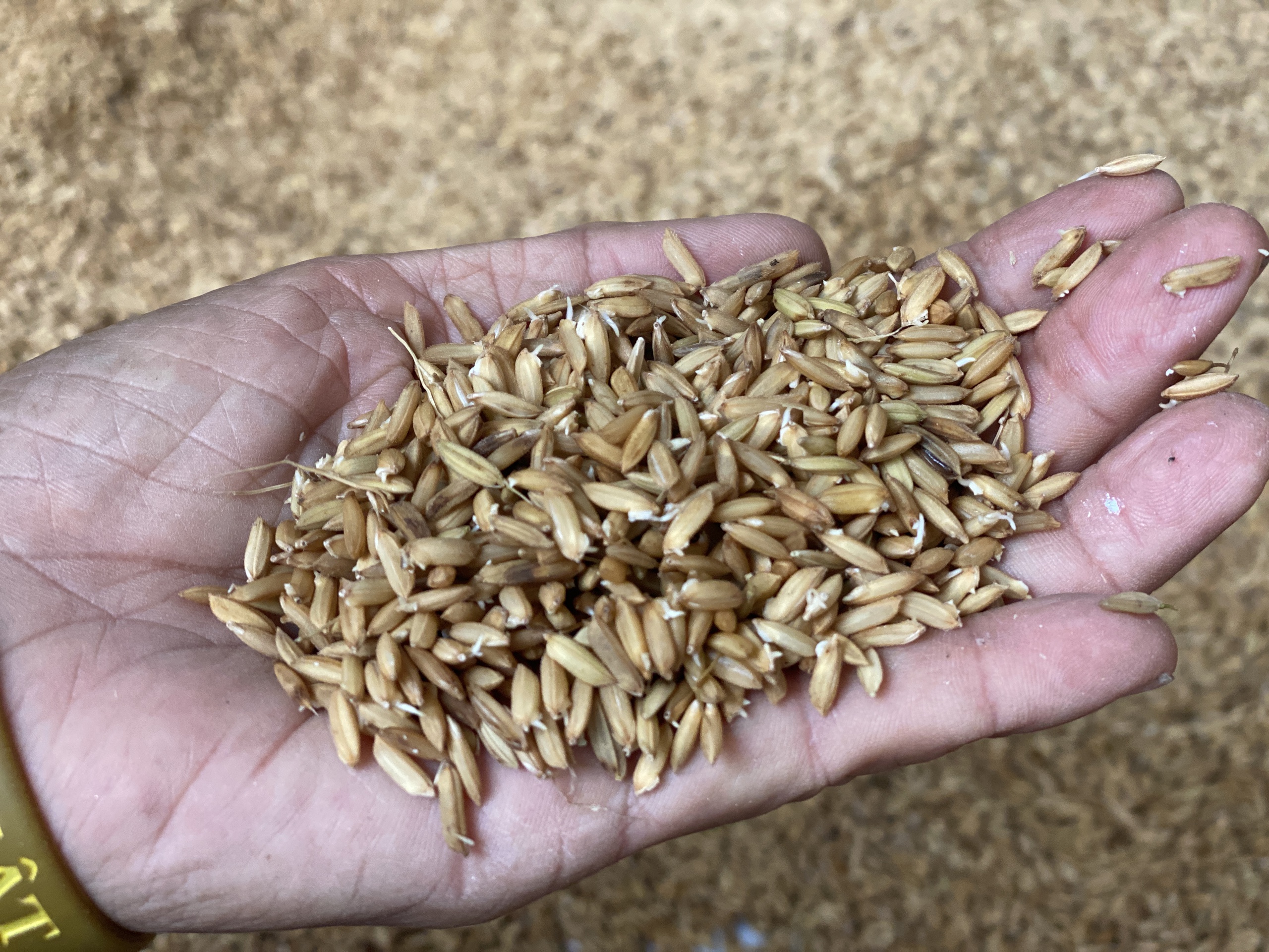 Đà Nẵng - Ảnh 2.