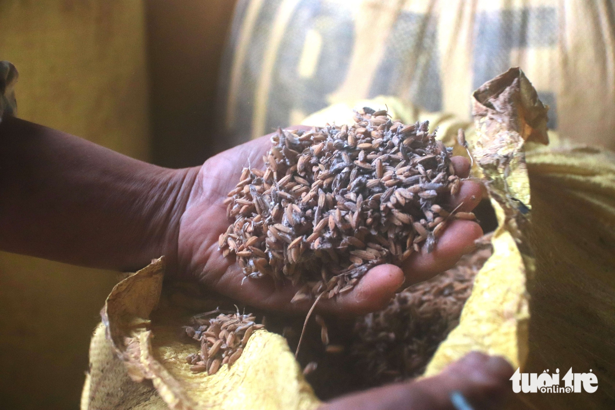 Nhiều hộ kinh doanh lúa gạo ở Đà Nẵng khóc ròng 5 Lúa - Ảnh 5.