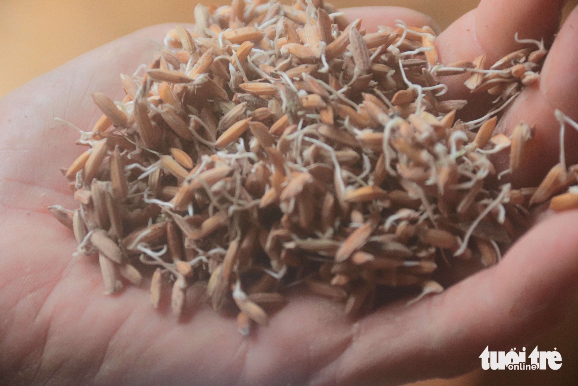 Nhiều hộ kinh doanh lúa gạo ở Đà Nẵng khóc ròng 6 Lúa - Ảnh 6.