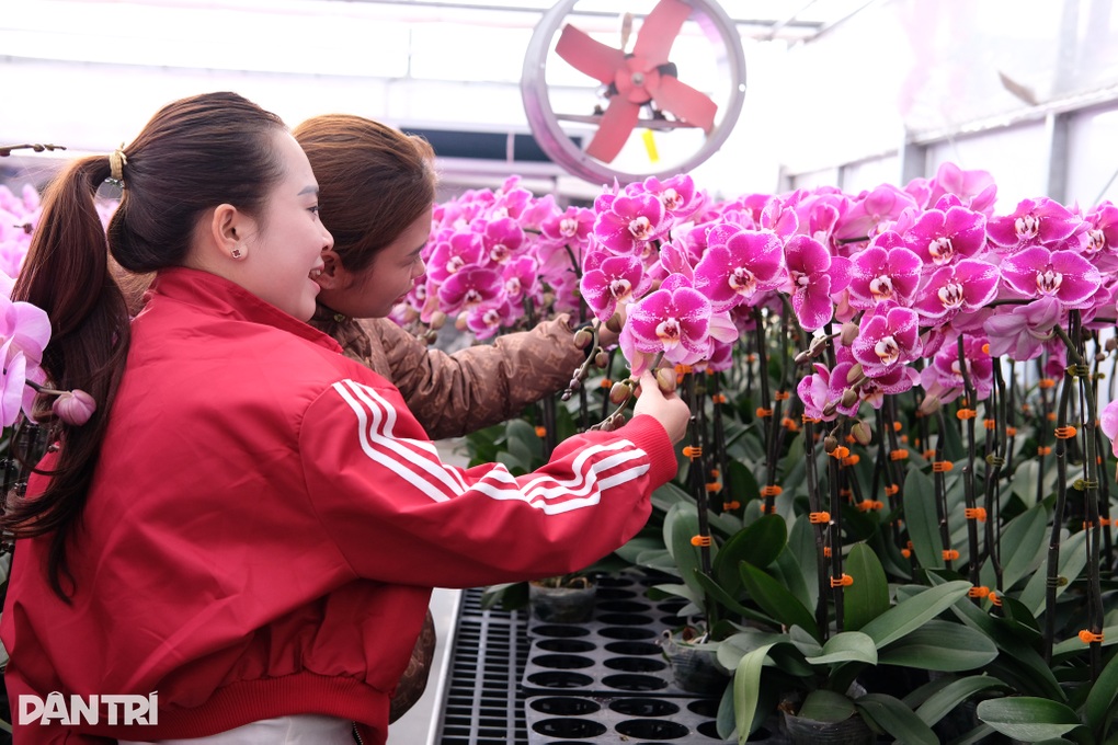 Trung tâm nghiên cứu hoa lan rực rỡ, nhộn nhịp đón Tết cận kề - 2