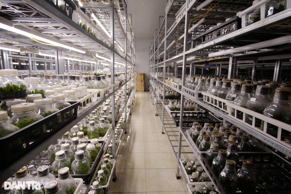 Trung tâm nghiên cứu hoa lan rực rỡ, nhộn nhịp đón Tết cận kề - 4