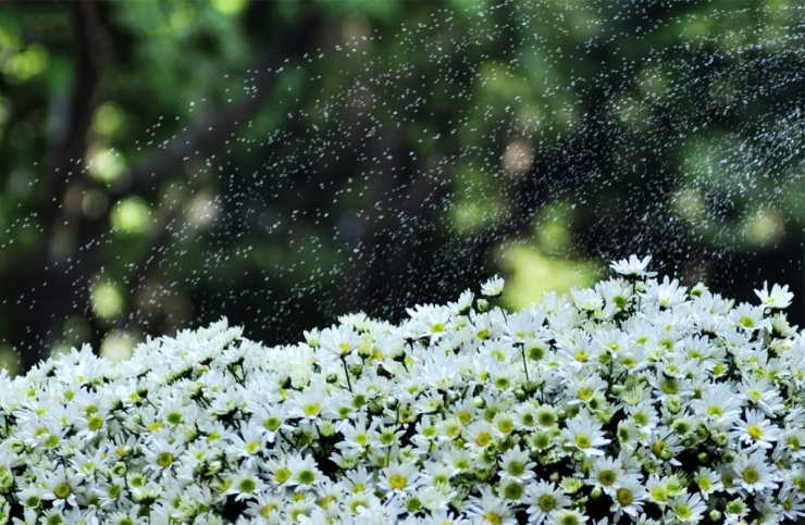 Lang thang miền Bắc theo mùa hoa dịp cuối năm - 3