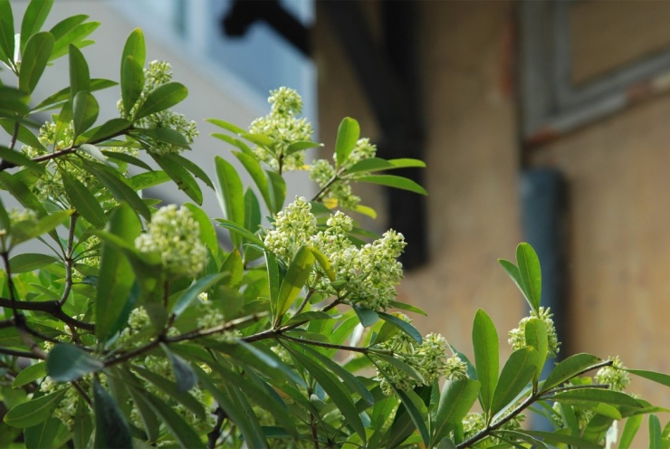 Lang thang miền Bắc theo mùa hoa dịp cuối năm - 5