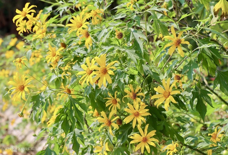 Lang thang miền Bắc theo mùa hoa dịp cuối năm - 6