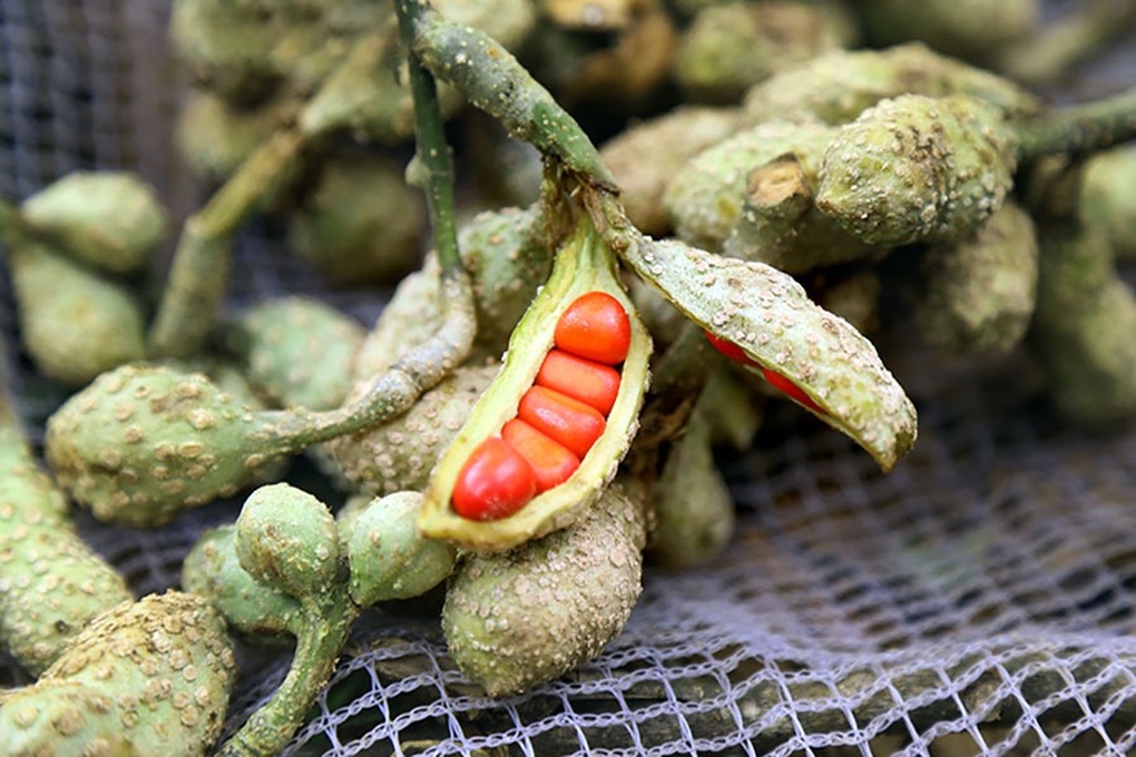 Loại hạt rơi mục nay thành “vàng đen bạc triệu” khiến thương lái tranh mua - 3