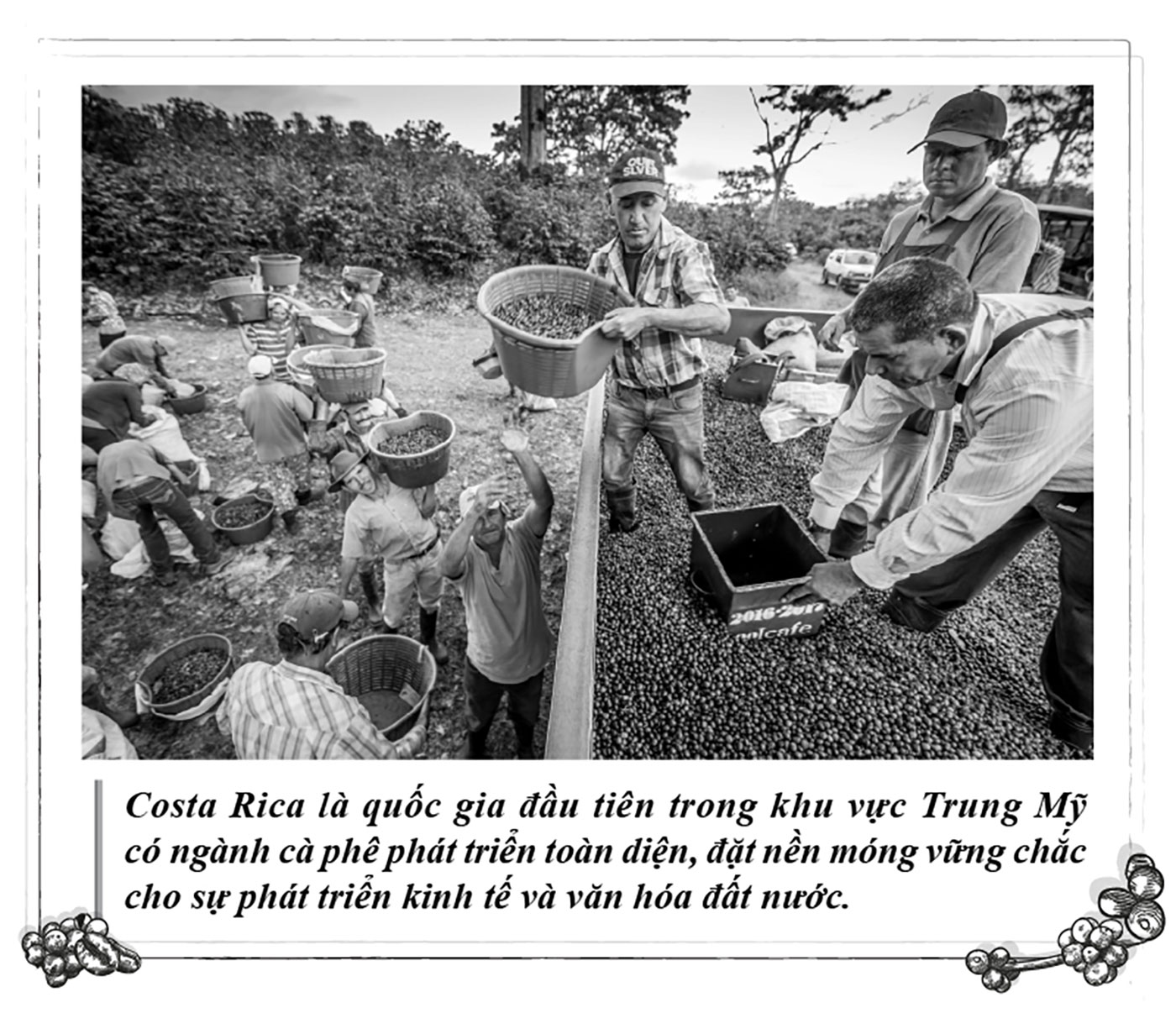 Kỳ 115: Cà phê, nền tảng phát triển toàn diện của Costa Rica - Ảnh 2.