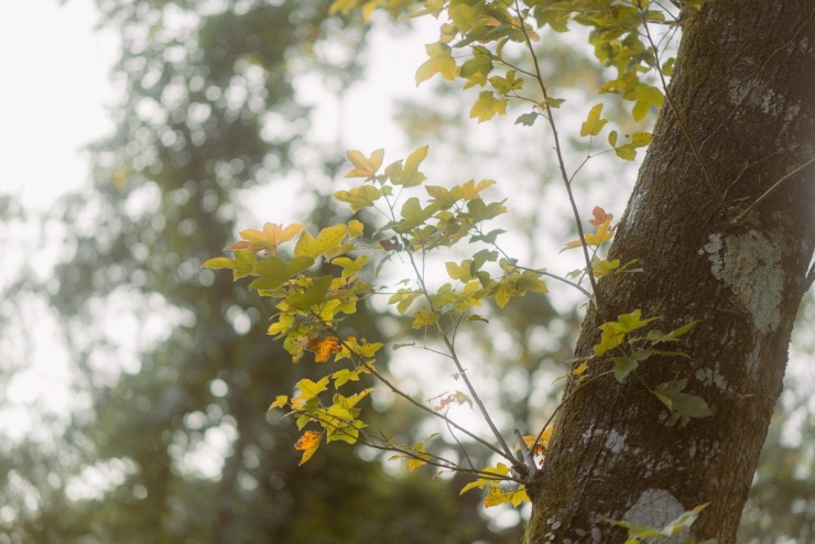 Ảnh Nguyễn Hồng Nhật