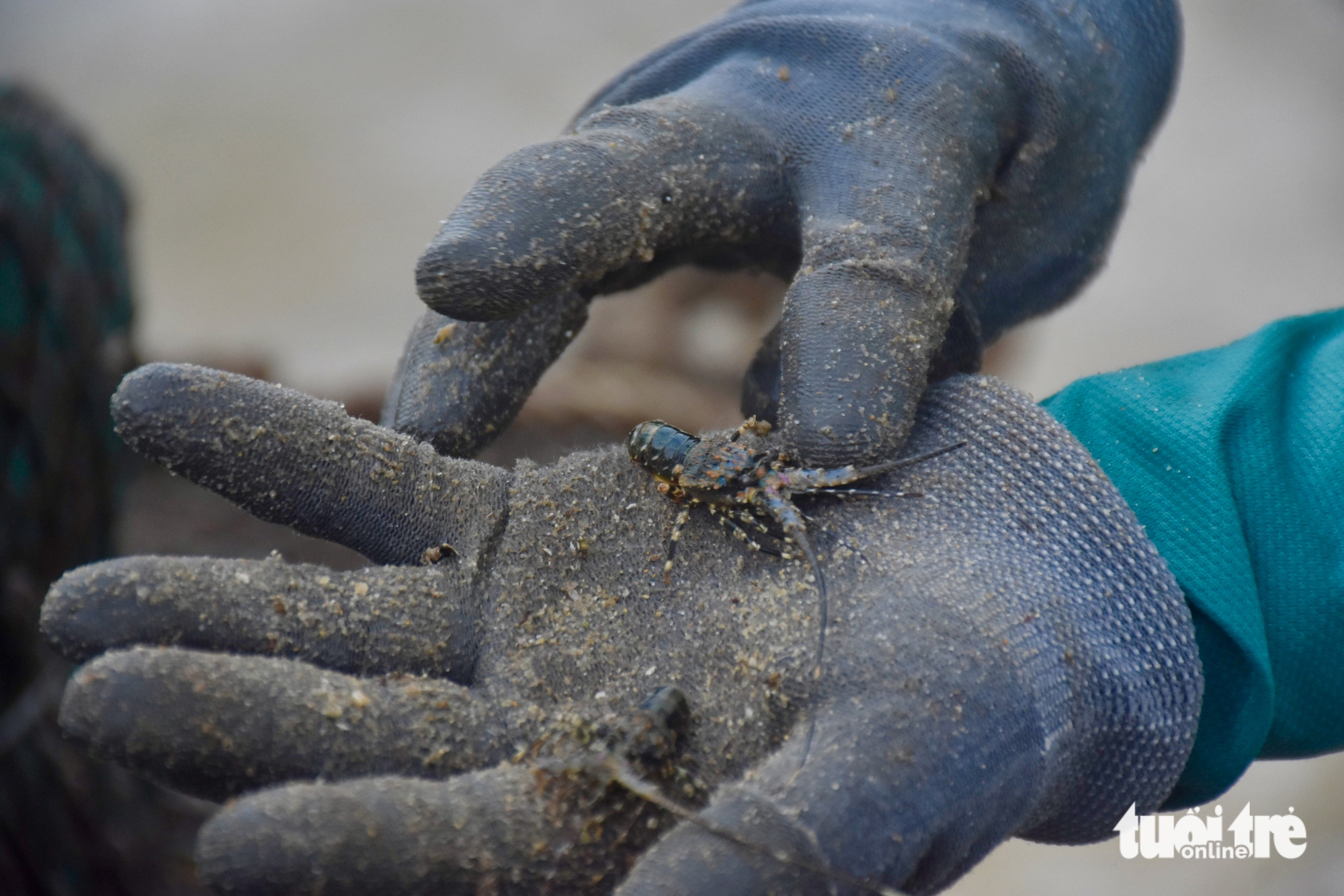 Tất bật đưa tôm hùm 'chạy' bão Kalmaegi- Ảnh 13.