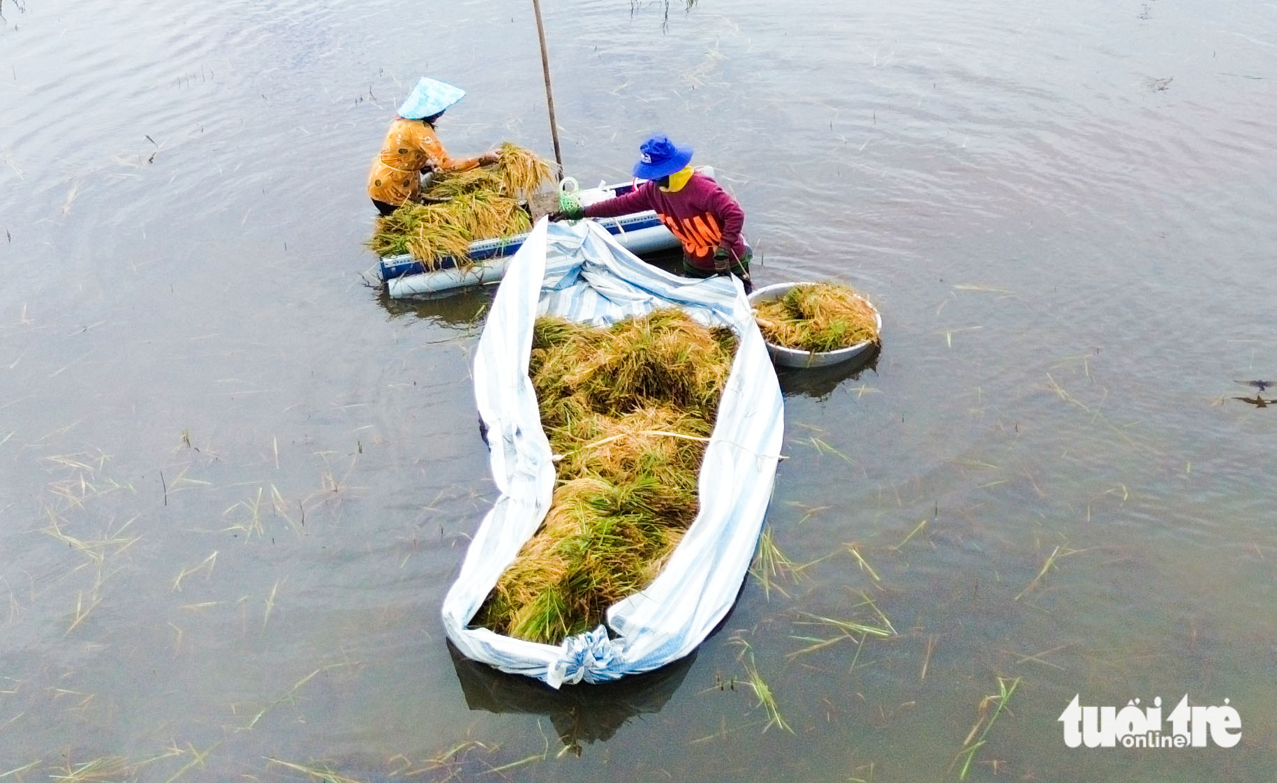 Nước ngập sâu, lúa chín gục ngoài đồng, bà con An Giang cắt mót từng bông lúa - Ảnh 3.