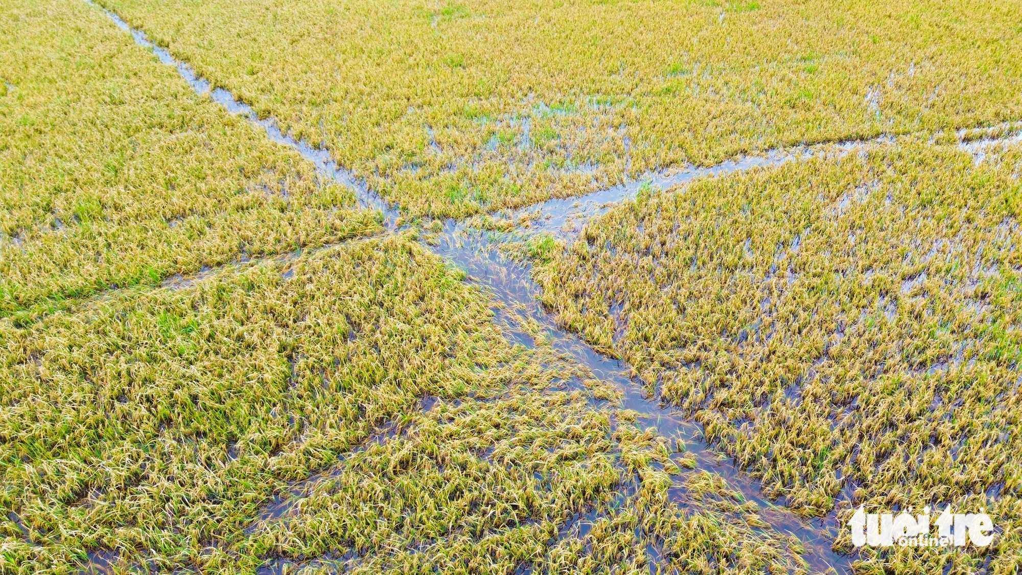 Nước ngập sâu, lúa chín gục ngoài đồng, bà con An Giang cắt mót từng bông lúa - Ảnh 6.