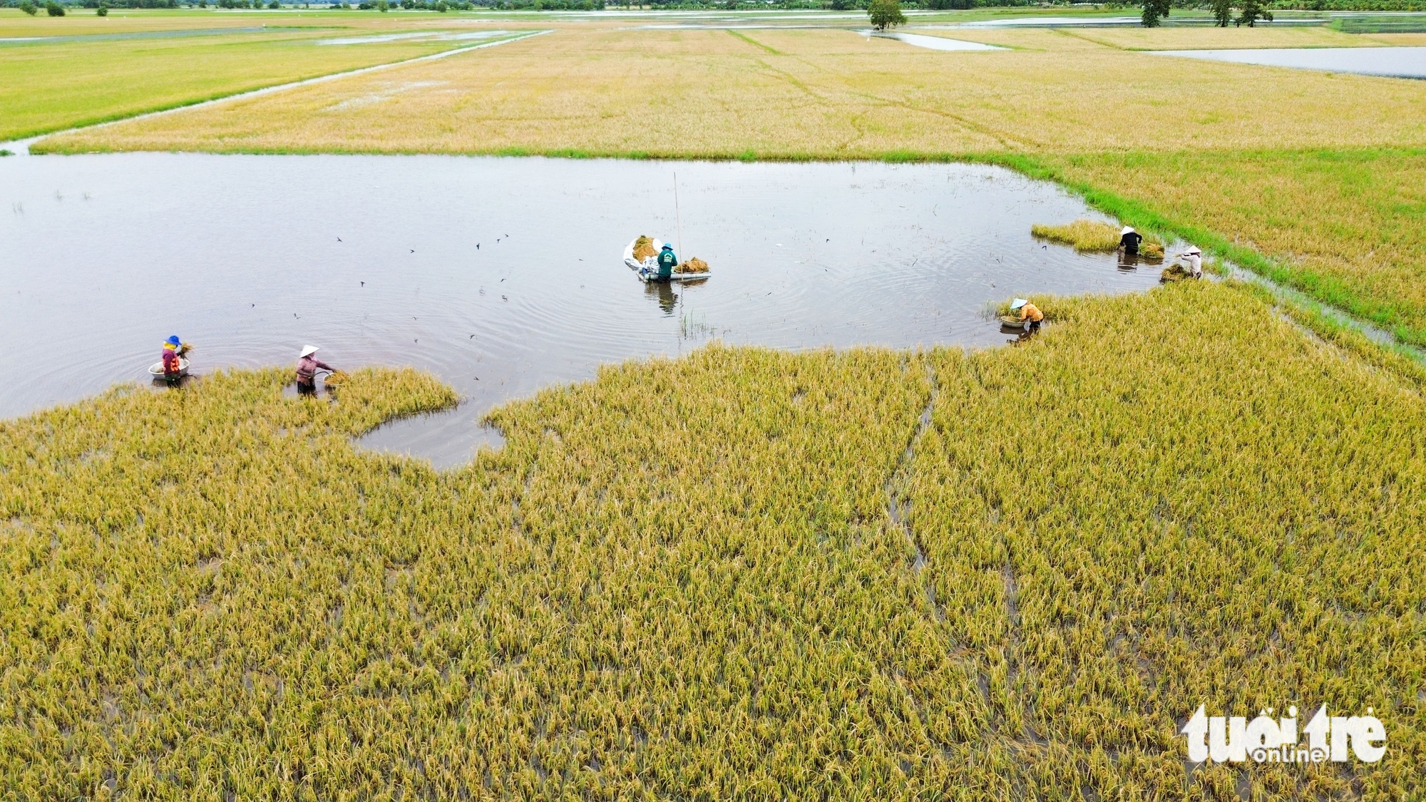 lúa - Ảnh 7.