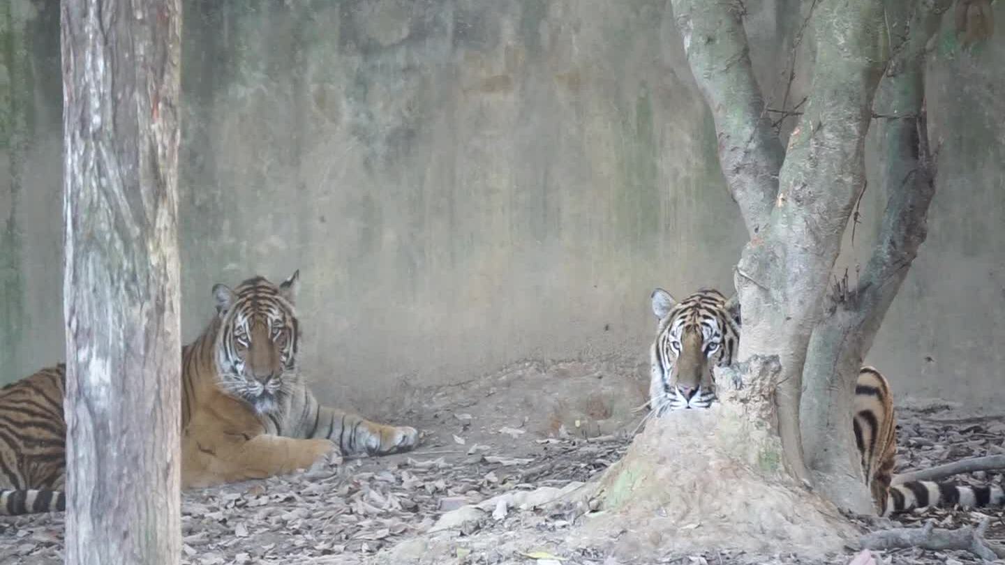 Trại nuôi hổ tư nhân lớn nhất miền Bắc (bài Tết)