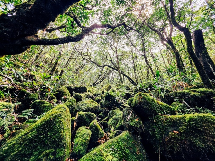 Để đến được Pa Thiên, Voi Mẹp, bạn phải băng qua rừng nguyên sinh với thảm thực vật phong phú. Ảnh: Tr. Cương