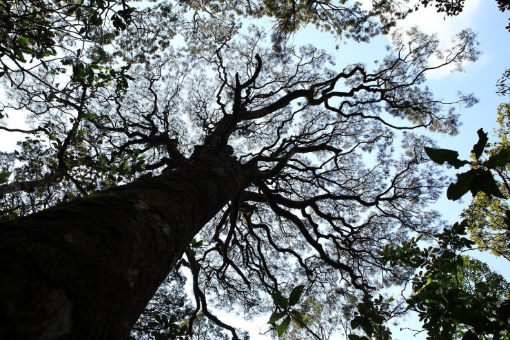 Cây hoàng đàn giả (còn gọi là hồng tùng hoặc dương tùng) trên đường trekking đến Pa Thiên, Voi Mẹp. Ảnh: Tr. Cương