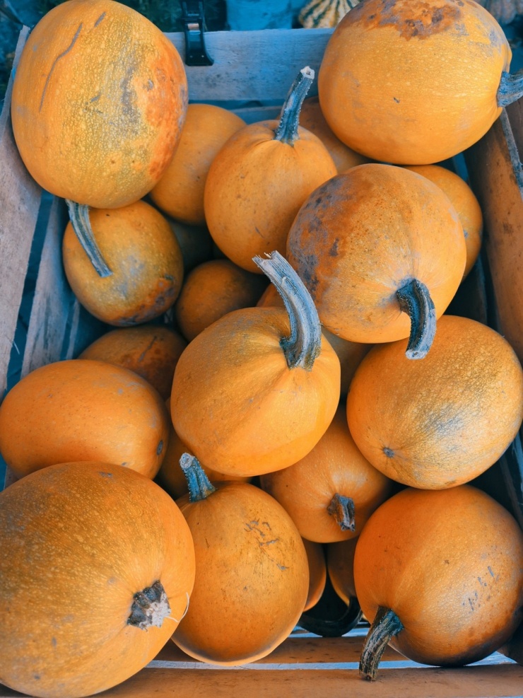 Ngắm thu ngập sắc vàng ở Rừng Đen nổi tiếng tây nam Đức - 4