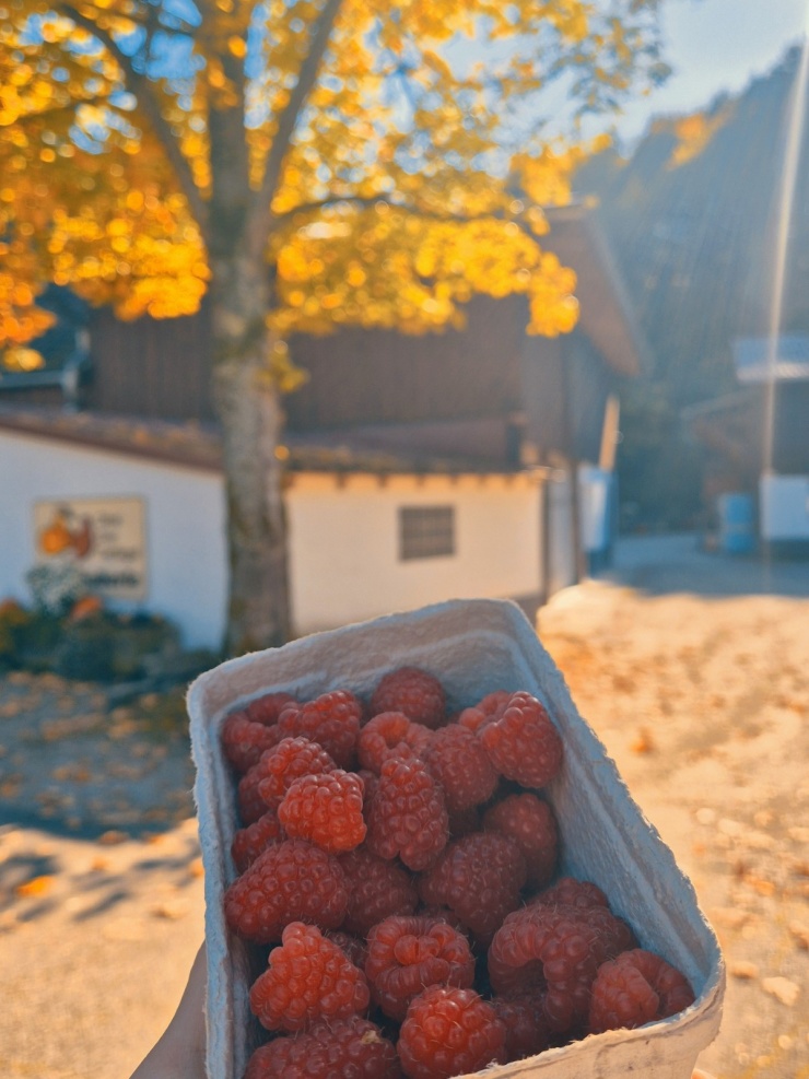 Ngắm thu ngập sắc vàng ở Rừng Đen nổi tiếng tây nam Đức - 6