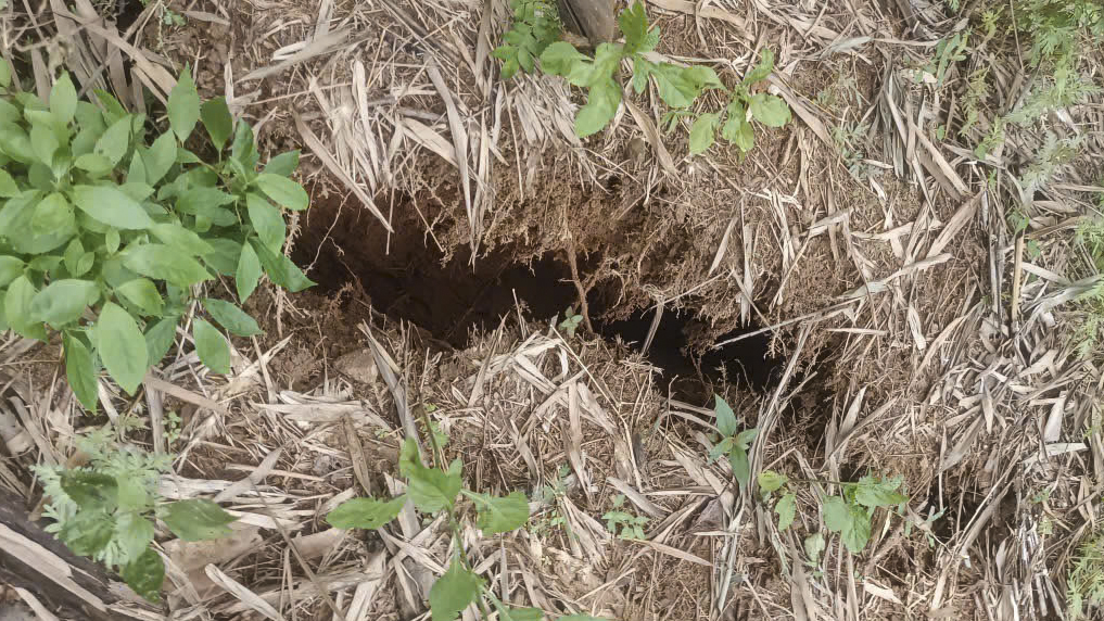 Quảng Ngãi: Xuất hiện nhiều vết nứt trên sườn núi, khẩn cấp di dời dân - Ảnh 2.