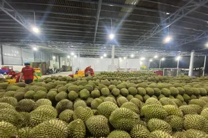 Sau chỉ đạo của Phó Thủ tướng, Bộ NN&MT cho biết việc kiểm nghiệm sầu riêng đã trở lại bình thường