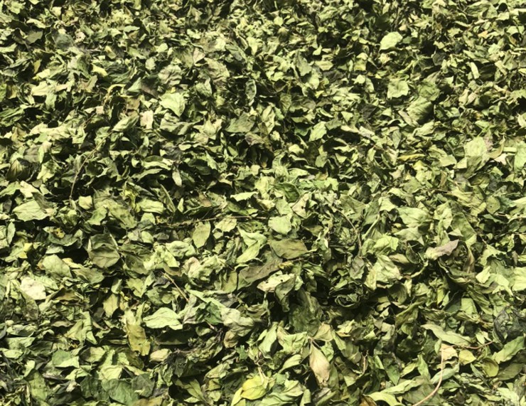 Cây dại ở bờ rào hóa 