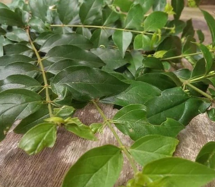 Cây dại ở bờ rào hóa 