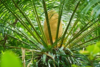 Cây thiên tuế 300 tuổi, dáng "phú quý" được nhiều người chơi cây săn lùng