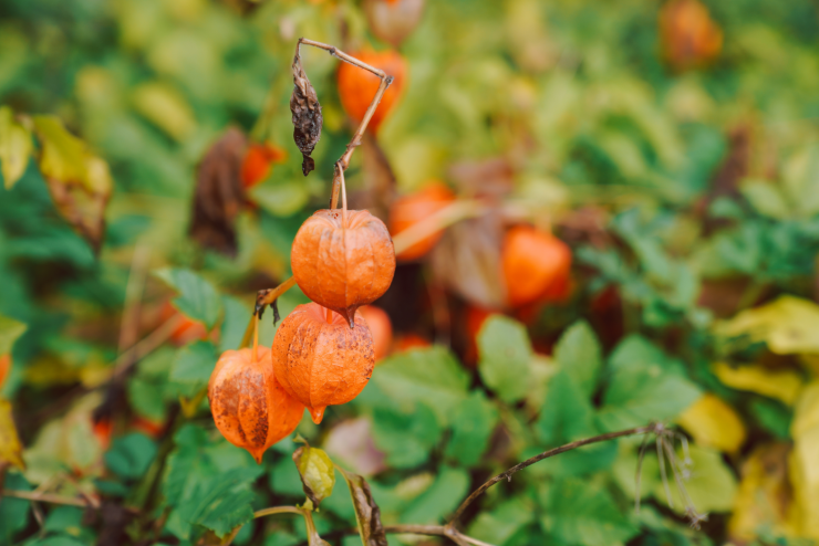 Mùa thu ở thị trấn Hallstatt đẹp nhất thế giới trong mắt khách Việt - 8