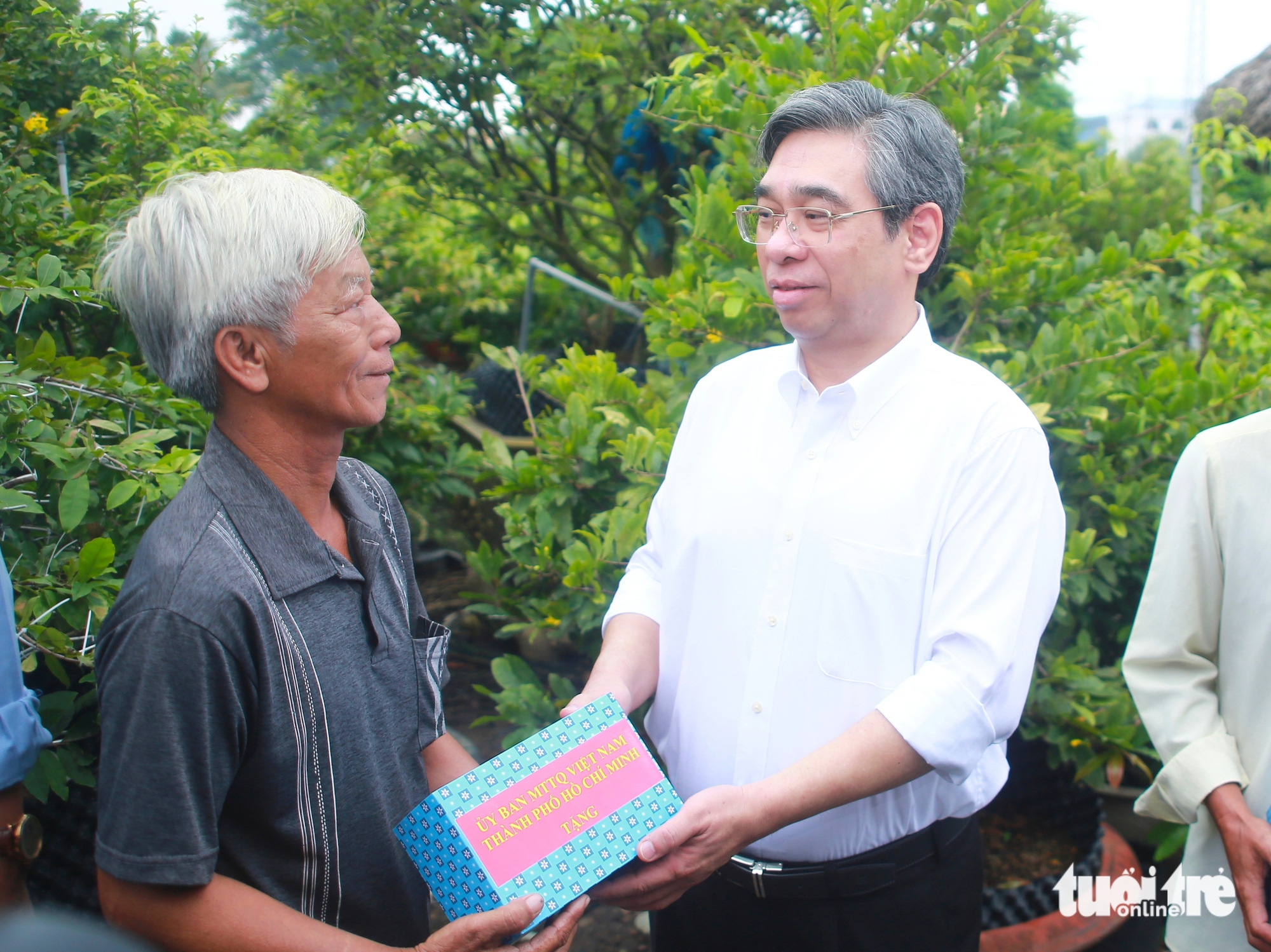 mai vàng - Ảnh 2.