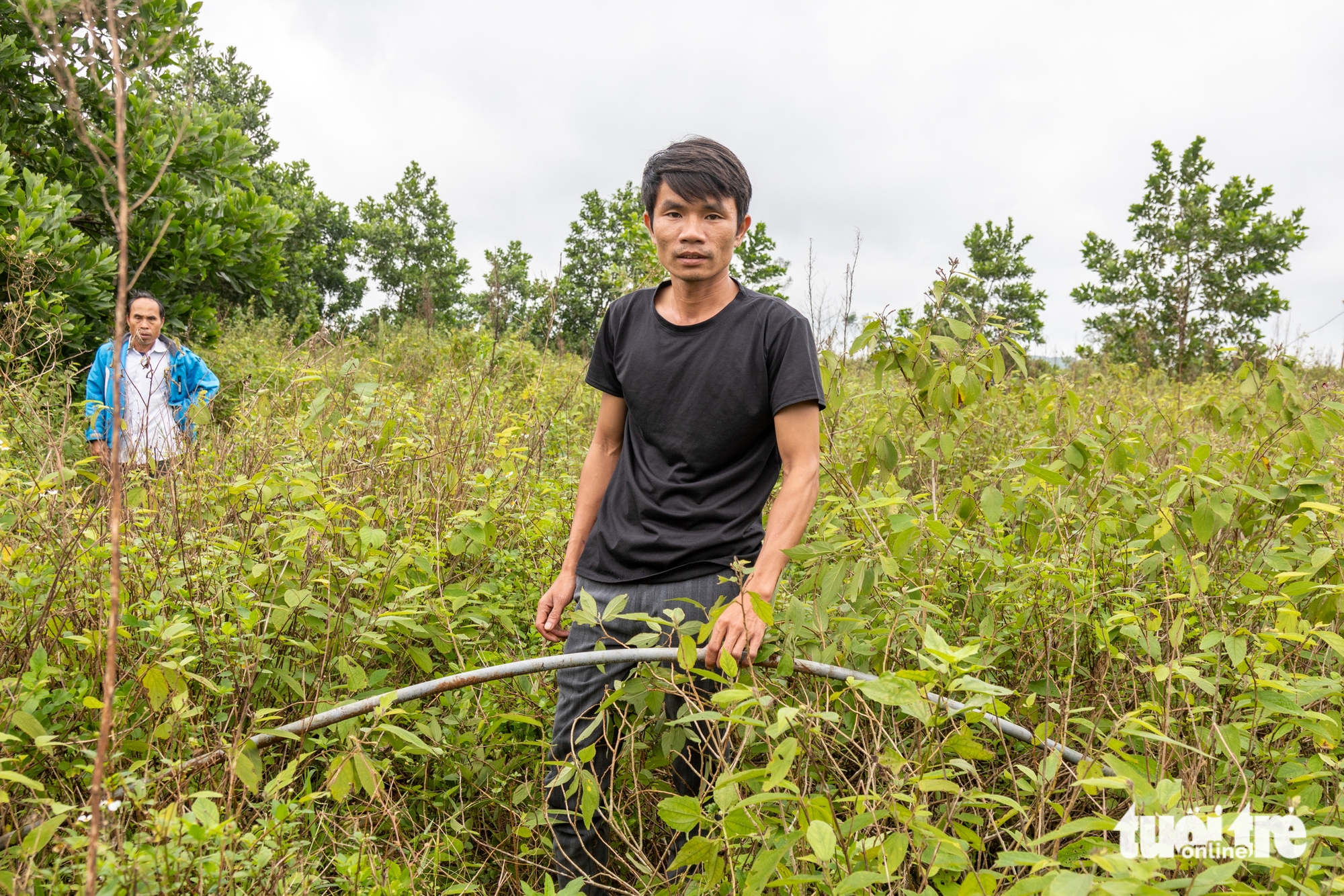 Ôm mộng đổi đời từ liên kết trồng cây an xoa xuất sang Mỹ, nông dân ôm nợ 2 an xoa - Ảnh 2.