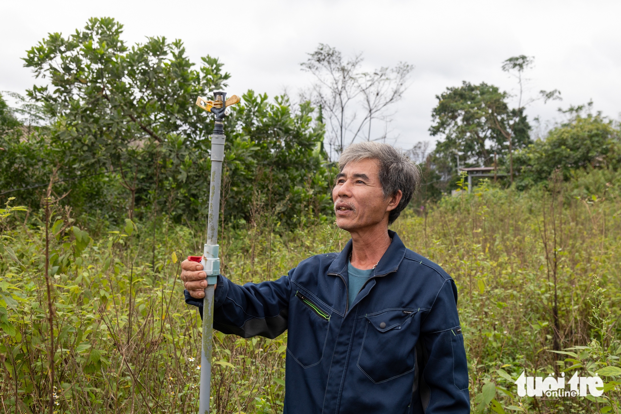 Ôm mộng đổi đời từ liên kết trồng cây an xoa xuất sang Mỹ, nông dân ôm nợ 3 an xoa - Ảnh 3.