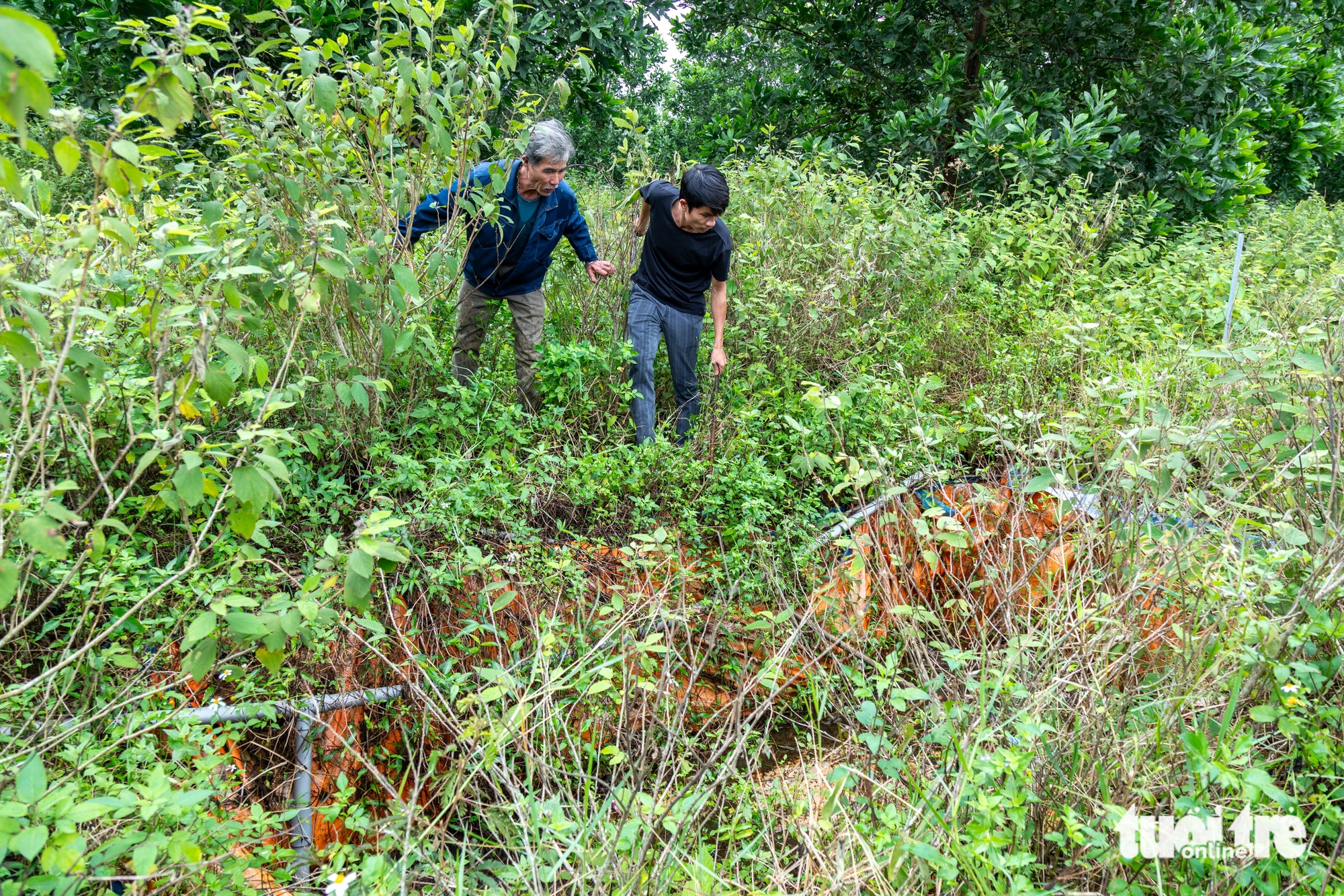 Ôm mộng đổi đời từ liên kết trồng cây an xoa xuất sang Mỹ, nông dân ôm nợ 4 an xoa - Ảnh 4.