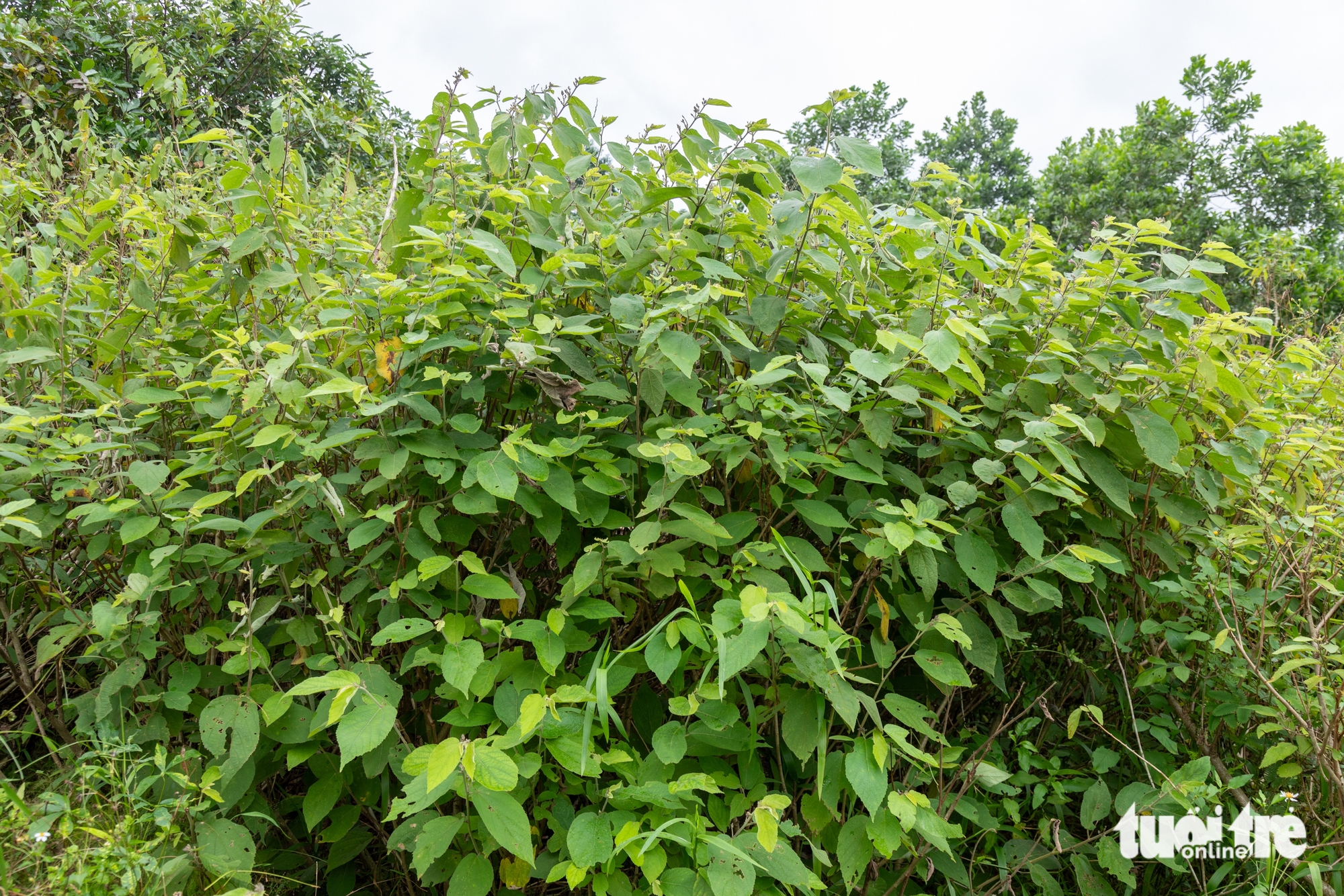 Ôm mộng đổi đời từ liên kết trồng cây an xoa xuất sang Mỹ, nông dân ôm nợ 5 an xoa - Ảnh 5.