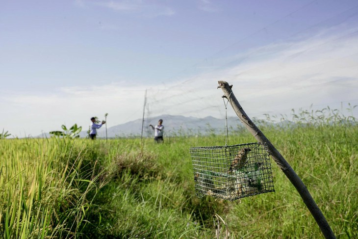 Đề xuất giải pháp bảo vệ quần thể chim yến, phát triển nghề yến sào- Ảnh 3.