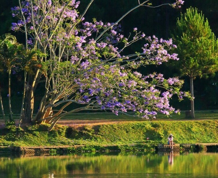 Cây phượng tím biểu tượng ở Đà Lạt bị bão quật đổ 2 Tại hiện trường, một nửa cây bật gốc, tán cây ngã xuống mặt hồ. Nhiều người dân và du khách bày tỏ sự tiếc nuối.