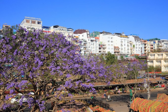 Cây phượng tím biểu tượng ở Đà Lạt bị bão quật đổ 4 Cây phượng cổ và đẹp nhất Đà Lạt nằm trên đường Nguyễn Thị Minh Khai. Ảnh: Trương Ngọc Thụy