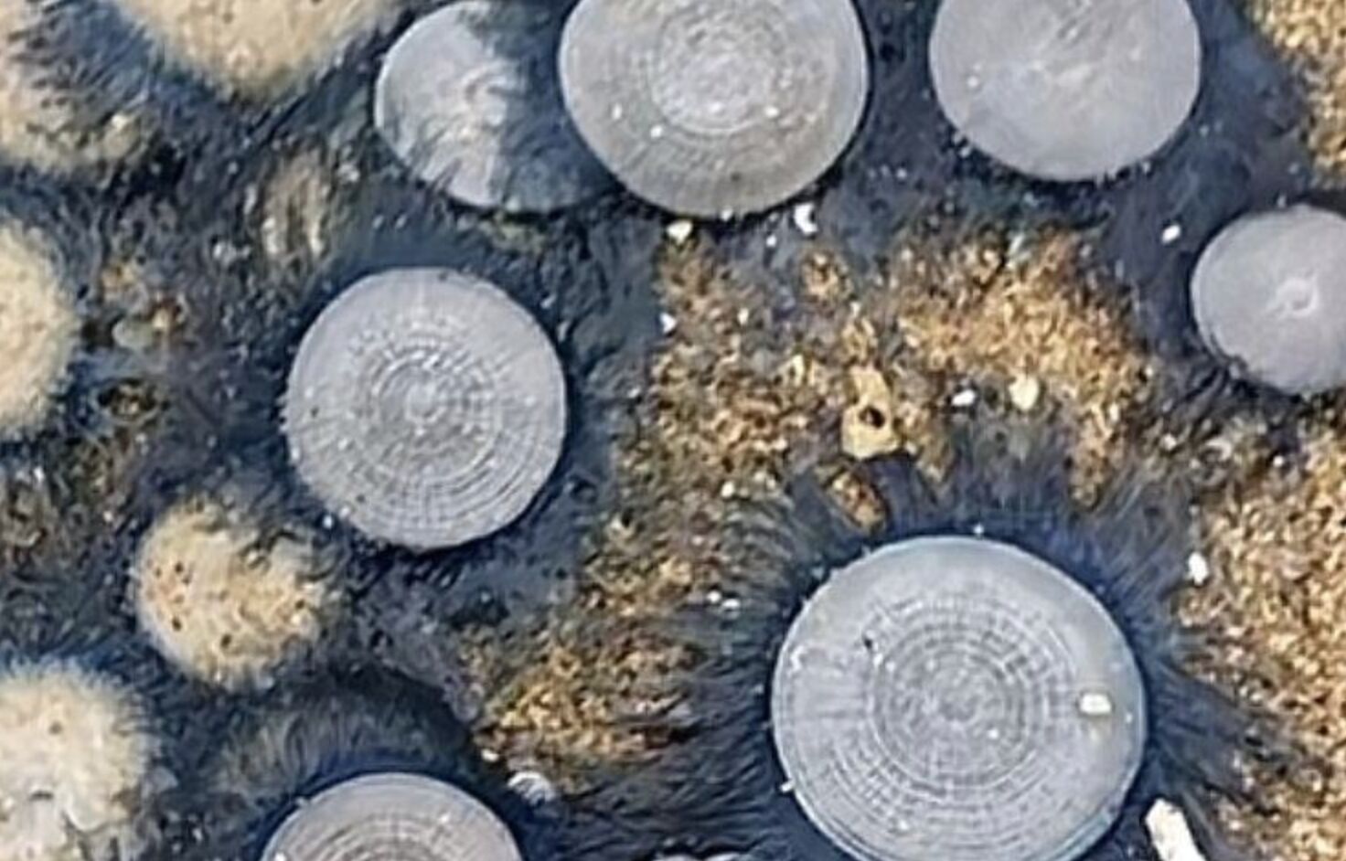 Phát hiện kho báu đồng xu rải rác trên bãi biển: Sự thật đằng sau 