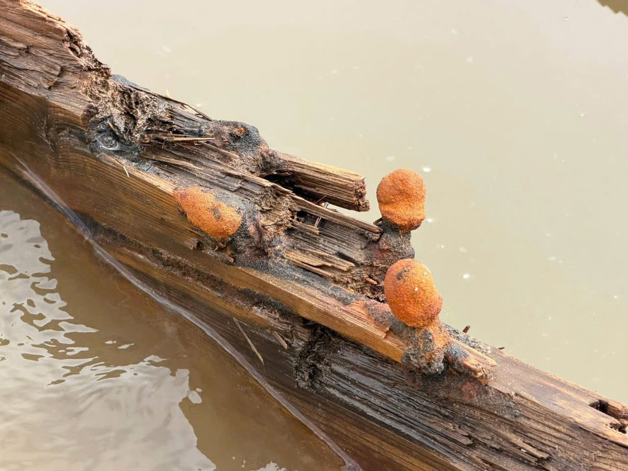 Tàu cổ Hội An lộ diện Sau bão số 13 thu hút du khách tham quan - Ảnh 12.