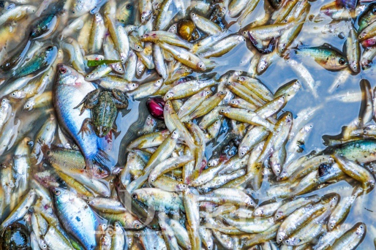 Mênh mang biển nước dệt bản tình ca giữa đất trời Mương Dú 10 Mỗi năm mùa đem con nước về, rồi lại rút, để lại lớp phù sa mới trên đồng ruộng và trong lòng người ở, người đi, những dư âm sâu đậm về một miền quê hiền hòa.