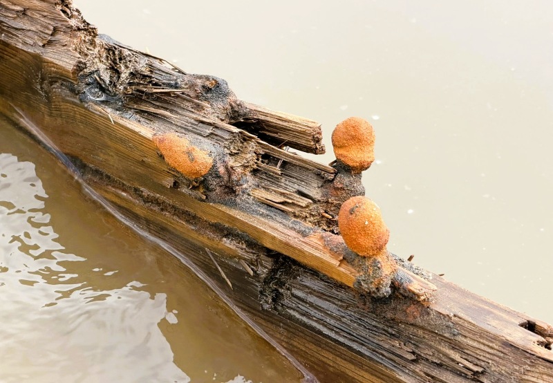 Sau bão Kalmaegi, người dân bất ngờ phát hiện vật lạ dài, báu vật từng mất dấu nay lại hiện rõ mồn một, công nghệ phân tích có gì?- Ảnh 3. Sau bão Kalmaegi, người dân bất ngờ phát hiện vật lạ dài, báu vật từng mất dấu nay lại hiện rõ mồn một, công nghệ phân tích có gì?- Ảnh 3.