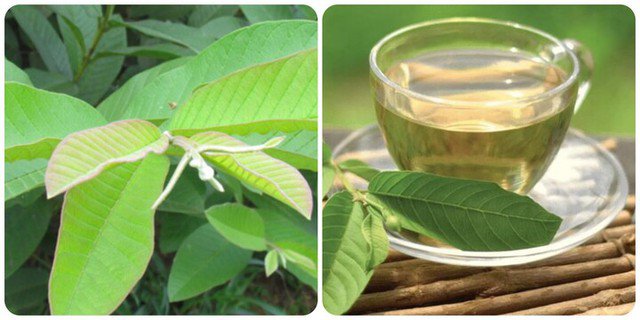 Loại lá mọc đầy vườn, đun lên uống giúp giảm cân, kiểm soát đường huyết an toàn và hiệu quả - 4