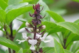 4 lý do nên ăn lá húng quế khi thời tiết lạnh