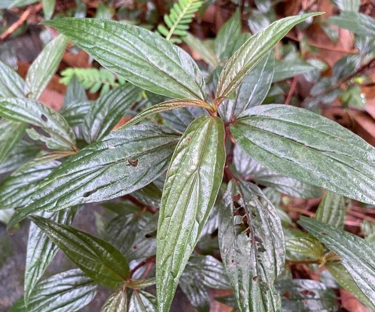 bệnh nhân - Ảnh 2.