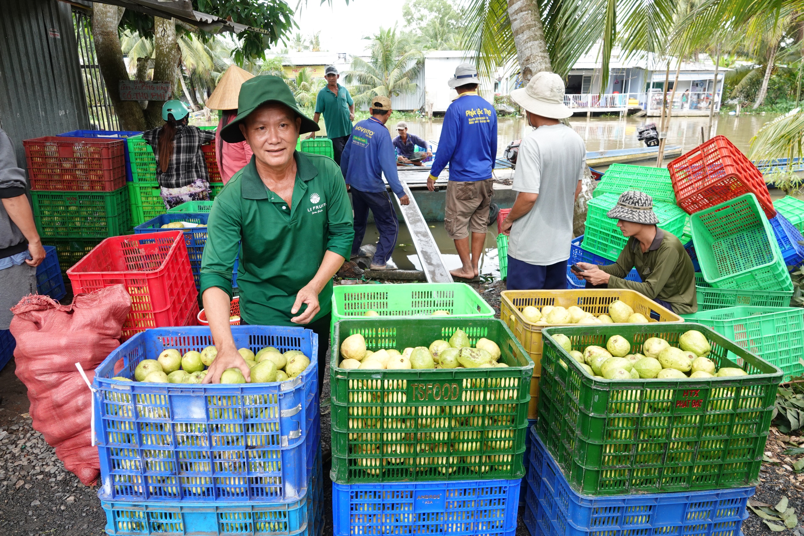 Nông dân miền Tây làm giàu nhờ trồng ổi ruột hồng- Ảnh 2.